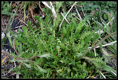 Capsella bursa-pastoris (1)
