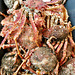 Crabs on Leiden Saturday market