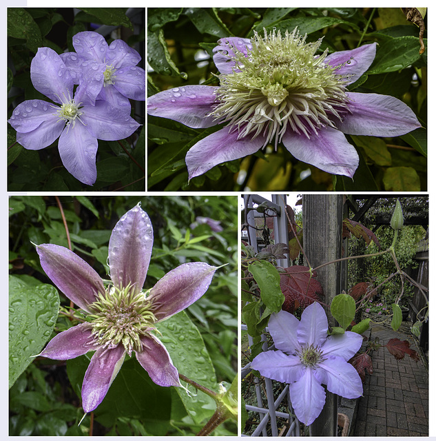 Some autumnal Clematis flowers