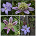 Some autumnal Clematis flowers