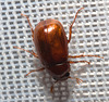IMG 0417 Beetle