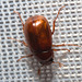 IMG 0417 Beetle