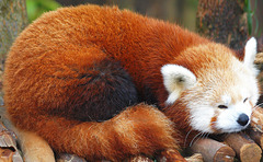 Red Panda at Zoo Atlanta