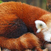Red Panda at Zoo Atlanta