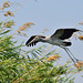 Juvenile tantale ibis