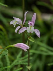 Triphora trianthophoros (Three-birds orchids)