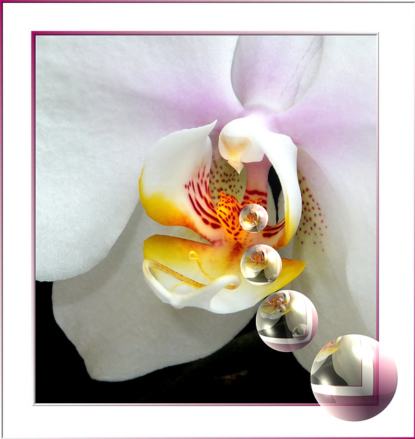 The heart of an orchid... ©UdoSm