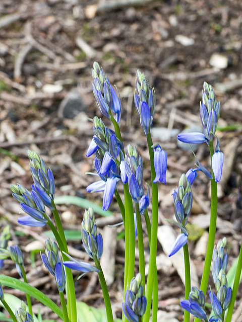 Bluebells ..but not quite out yet..