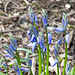Bluebells ..but not quite out yet..