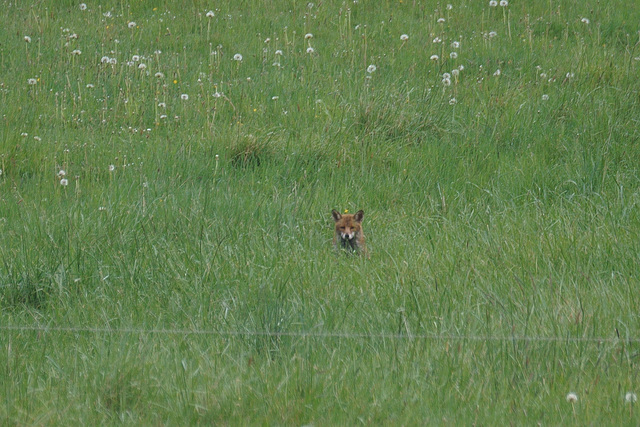 Fuchs im Gras