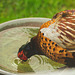Fred the Cock Pheasant has discovered the bird bath!