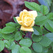 Yellow rose after a rainy night