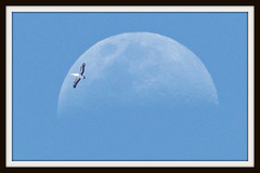 Pelican on the Moon