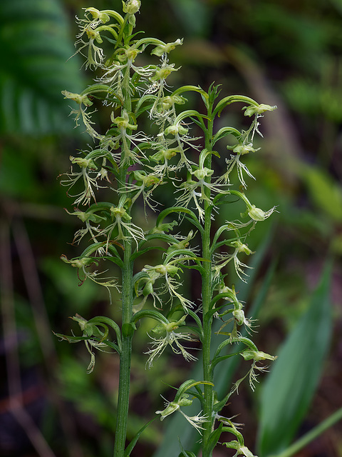 Platanthera lacera (Ragged Fringe orchid)