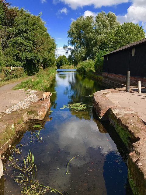 Disused canal, Newport