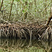 Mangroves at Caroni Swamp, Trinidad