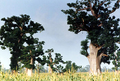 Baobab, Embondeiro, Adansonia digitata
