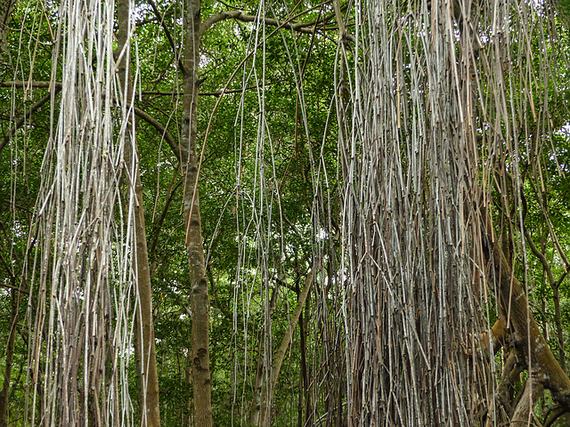 Trees at Caroni Swamp, Trinidad