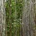 Trees at Caroni Swamp, Trinidad