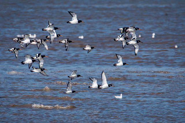 Hoylake shore, birds in flight.4jpg