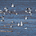 Hoylake shore, birds in flight.4jpg