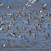 Hoylake shore, birds in flight.5jpg