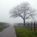 Nussbaum und Nebel im Weinberg bei Burrweiler
