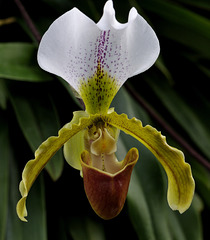 Orchidaceae Cypripedium (Frauenschuh)