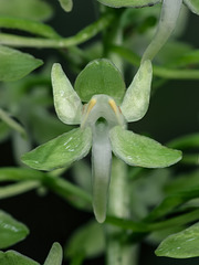 Platanthera orbiculata (Pad-leaf orchid)