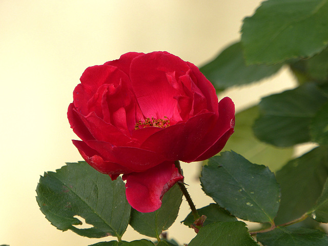 for you a red rose