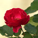 for you a red rose