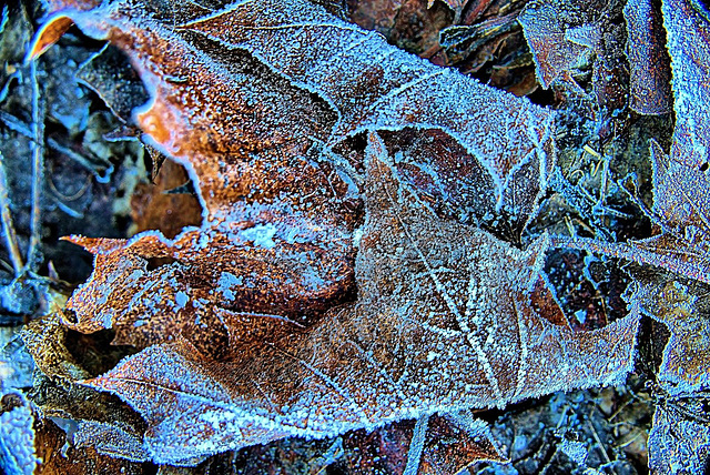 Frosty Leaves 6