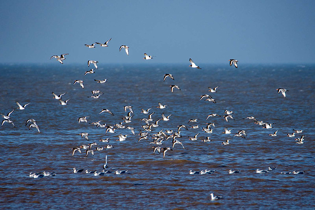 Hoylake shore, birds in flight
