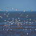 Hoylake shore, birds in flight