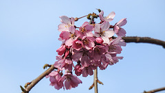 20200317 6938CPw [D~LIP] Japanische Zierkirsche (Prunus), Bad Salzuflen