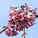 20200317 6938CPw [D~LIP] Japanische Zierkirsche (Prunus), Bad Salzuflen