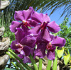 Quelques orchidées du jardin        IMG 2074