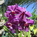 Quelques orchidées du jardin        IMG 2074