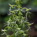 Platanthera lacera (Ragged Fringe orchid)