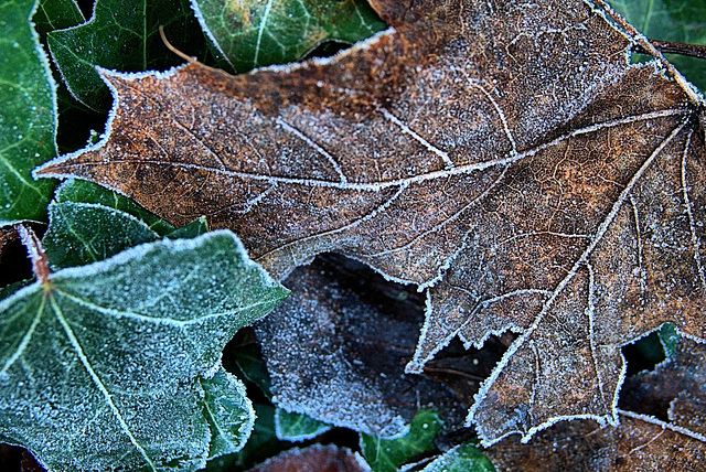 Frosty Leaves 5
