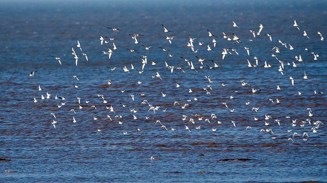 Hoylake shore, birds in flight2