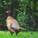 Fred the Cock Pheasant