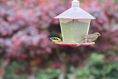 AH!    Spring time.  and my feathered friends are visiting.   (female red bird and yellow finch)
