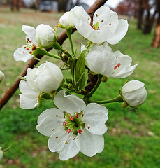 Bartlett Pear blossom ~ Debut photo from the new camera