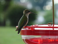 Kolibri beäugt Feind