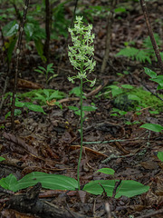 Platanthera orbiculata (Pad-leaf orchid)