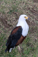 African fish eagle (Explored)