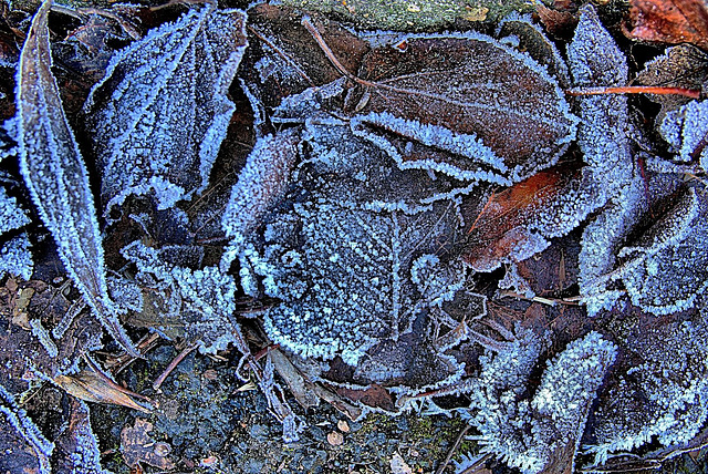 Frosty Leaves 4