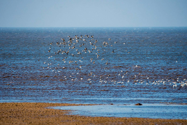 Hoylake shore, birds in flight3