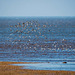 Hoylake shore, birds in flight3